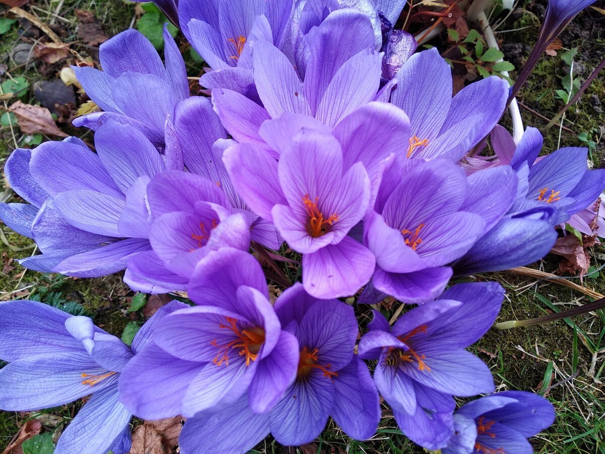 Безвременник великолепный Colchicum speciosum Stev