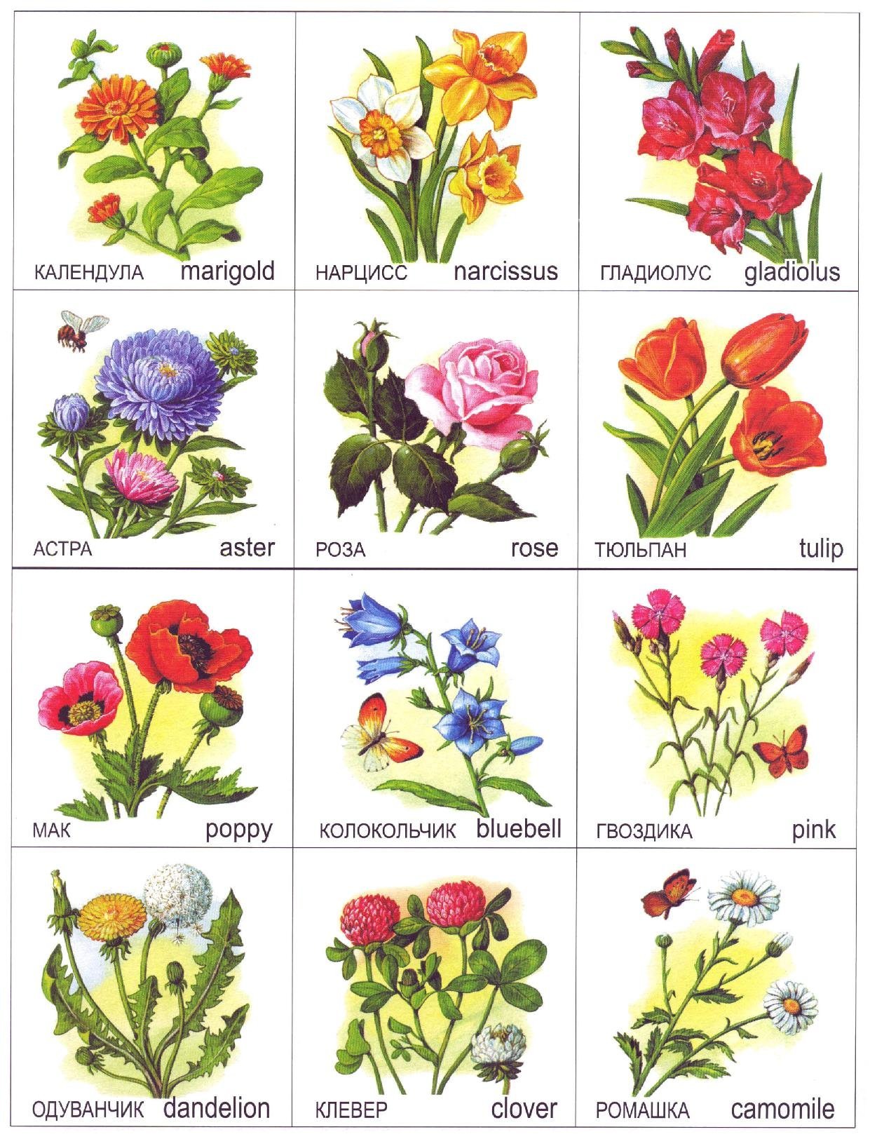 Каталог однолетних и двулетних садовых цветов с фото, названиями