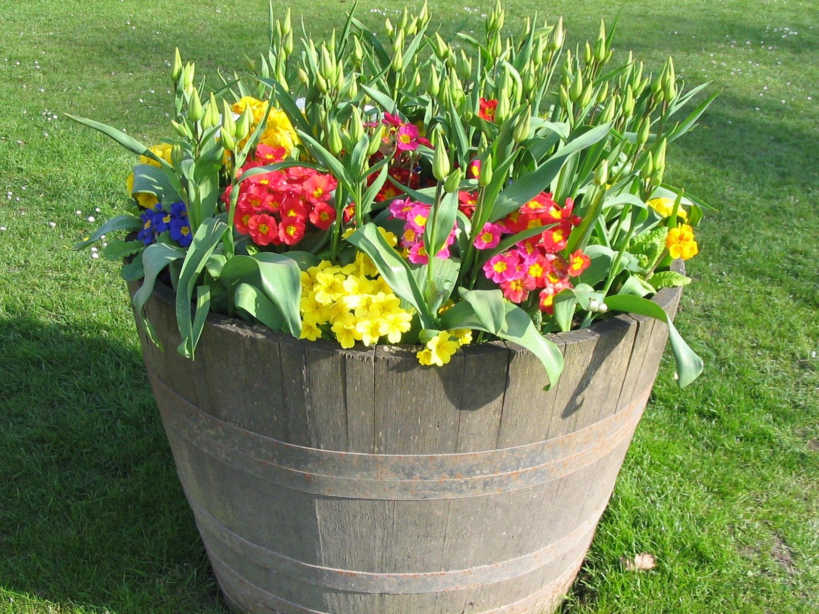 Букетный способ посадки. Цветочные композиции в горшках для сада. Тюльпаны в горшке. Клумба в горшке. Цветы в горшках на даче.