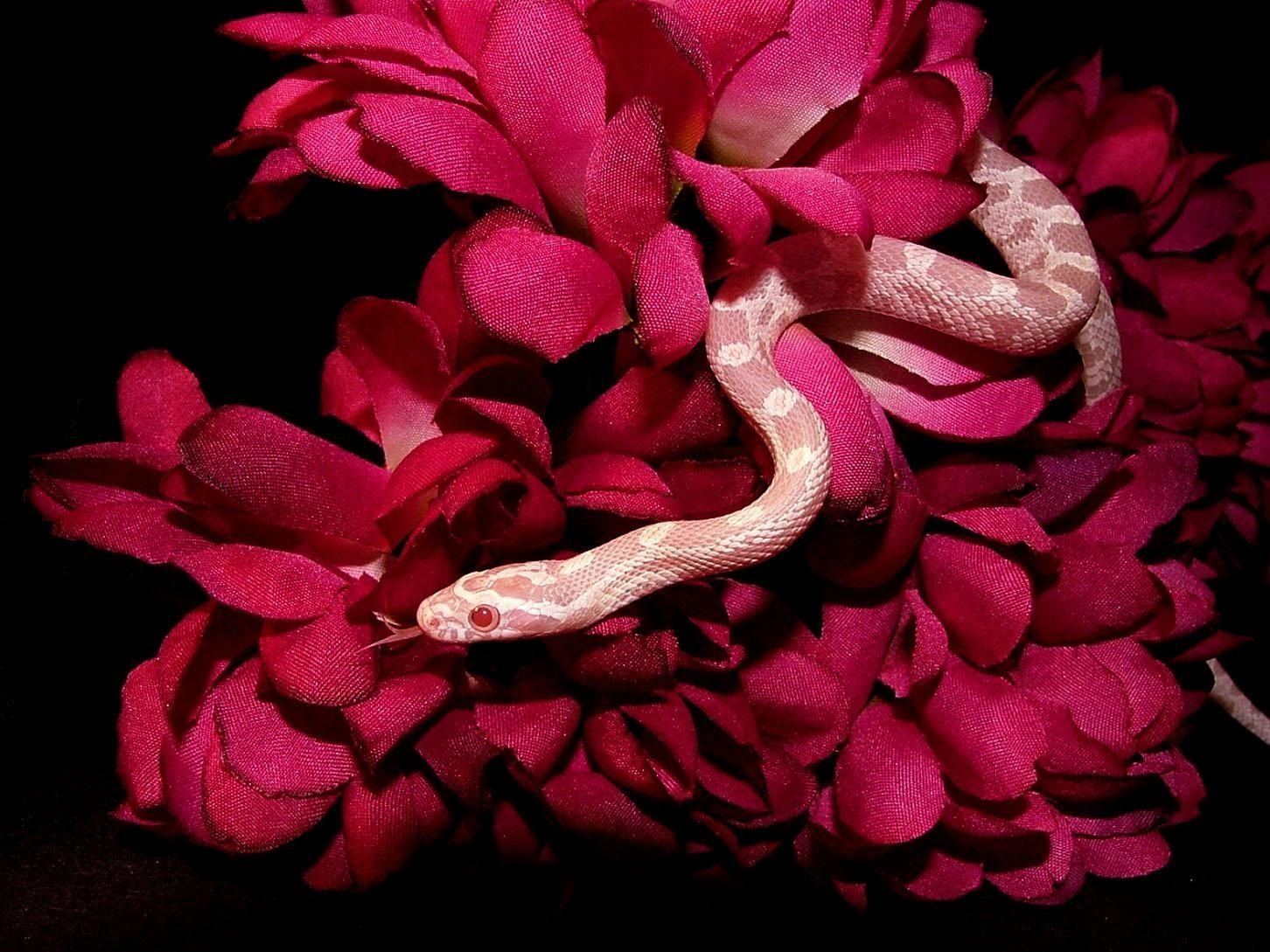 Змея на заставку телефона. Розовый питон. Красная куфия змея. Розовая змея. Змеи Эстетика.