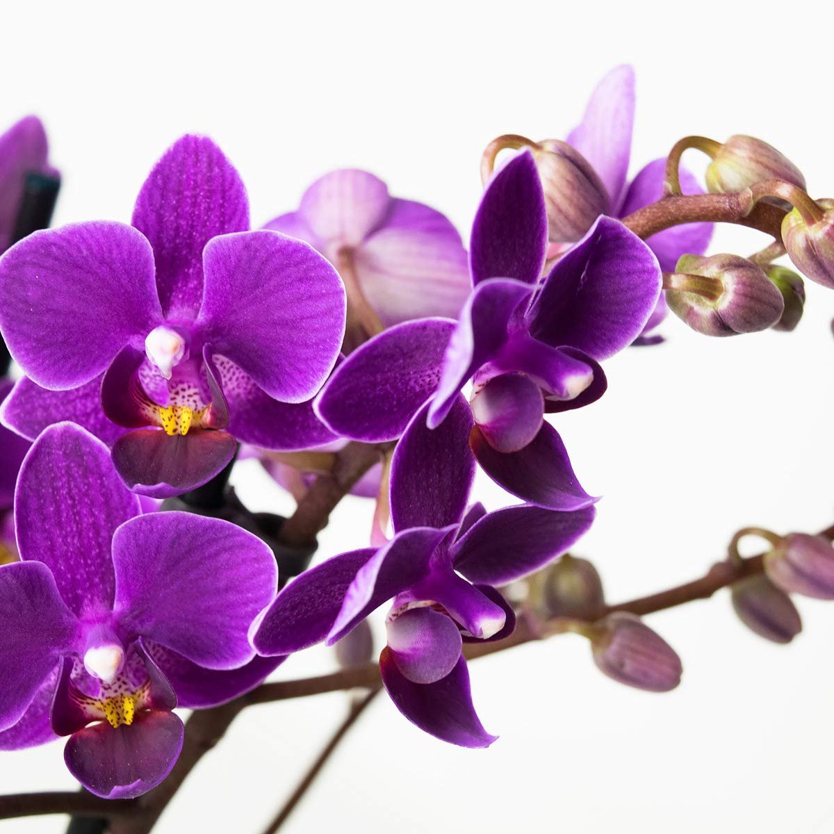 орхидея мультифлора названия с фото