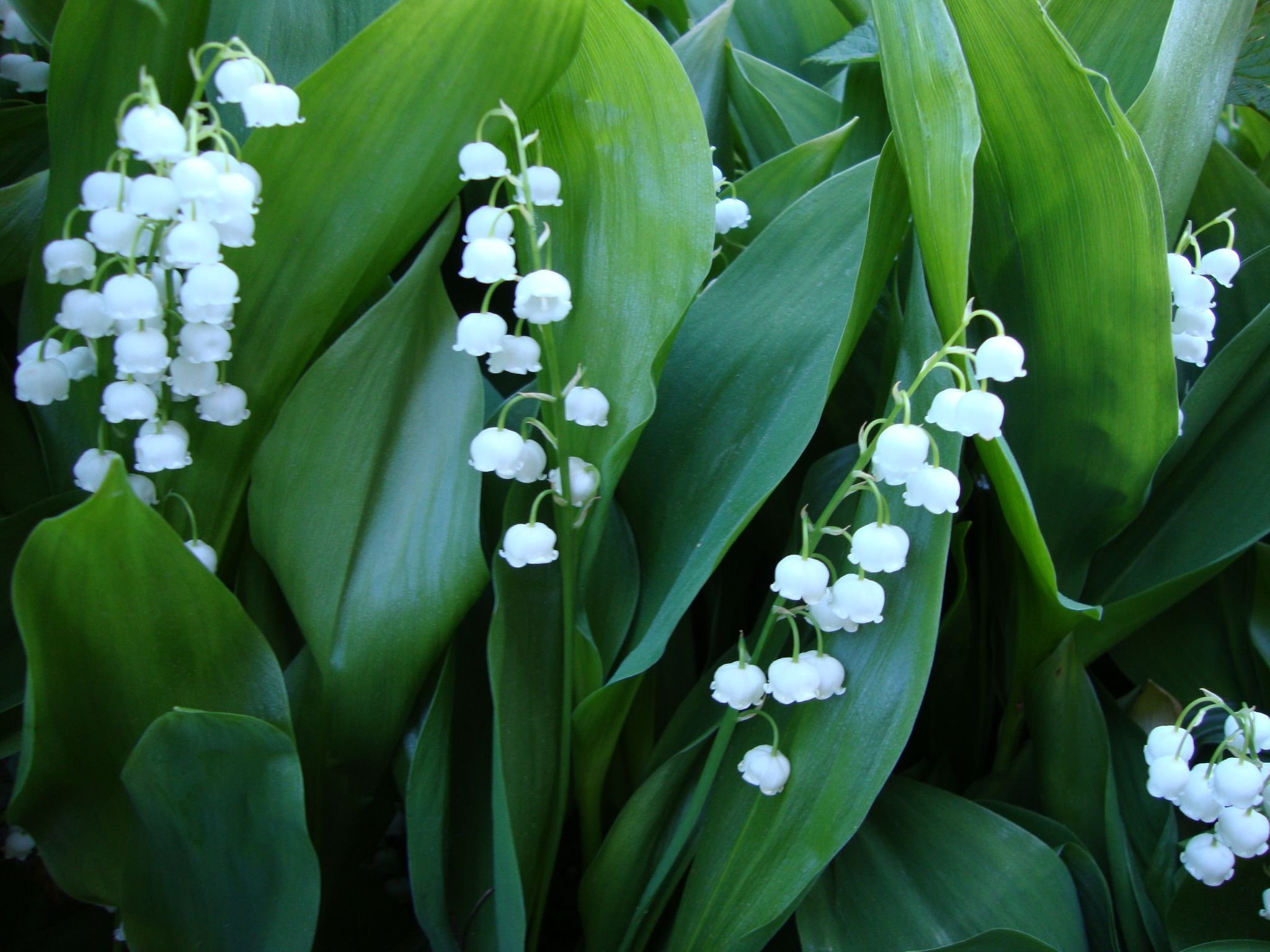 Ландыш Майский grandiflora