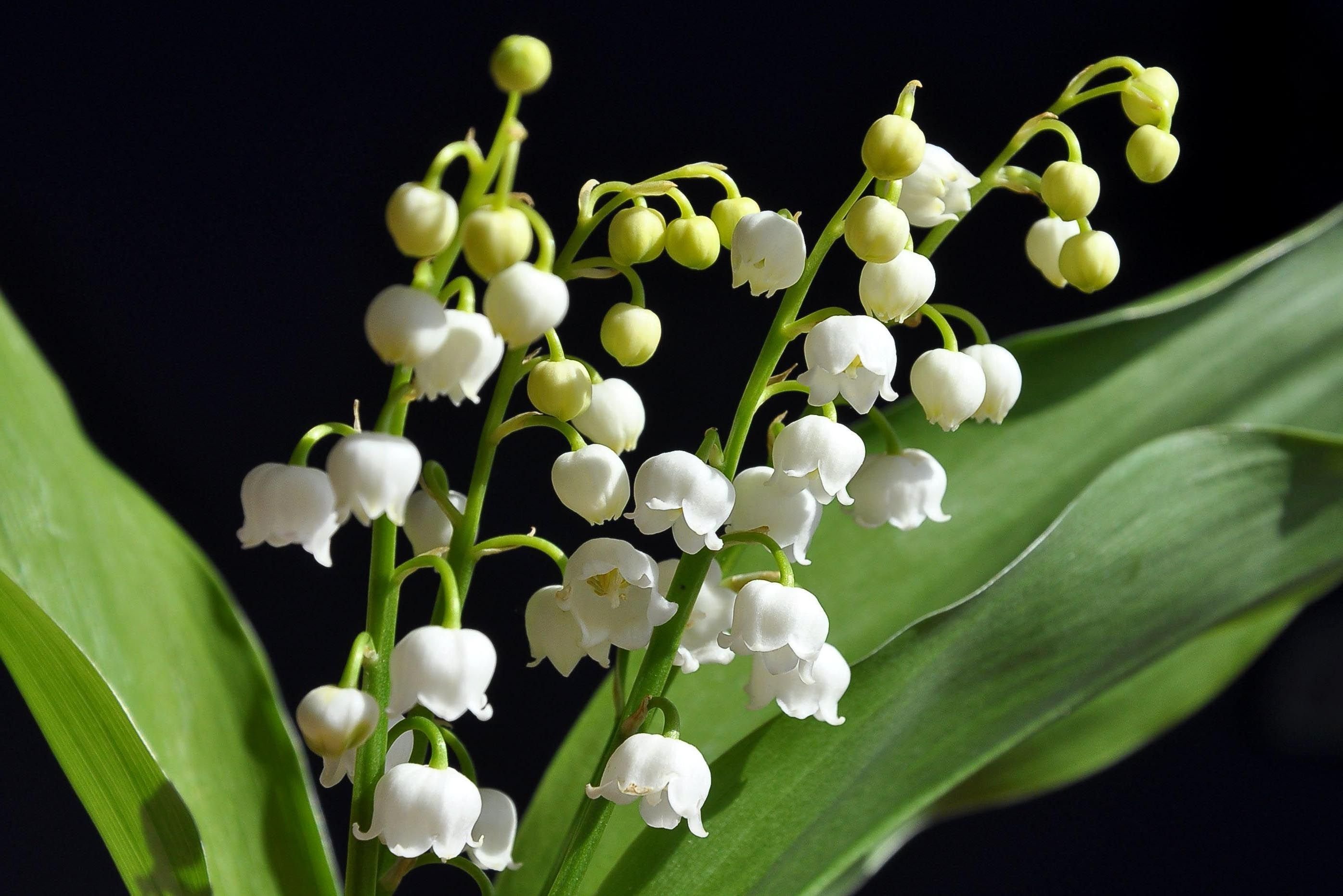 Ландыш Майский grandiflora