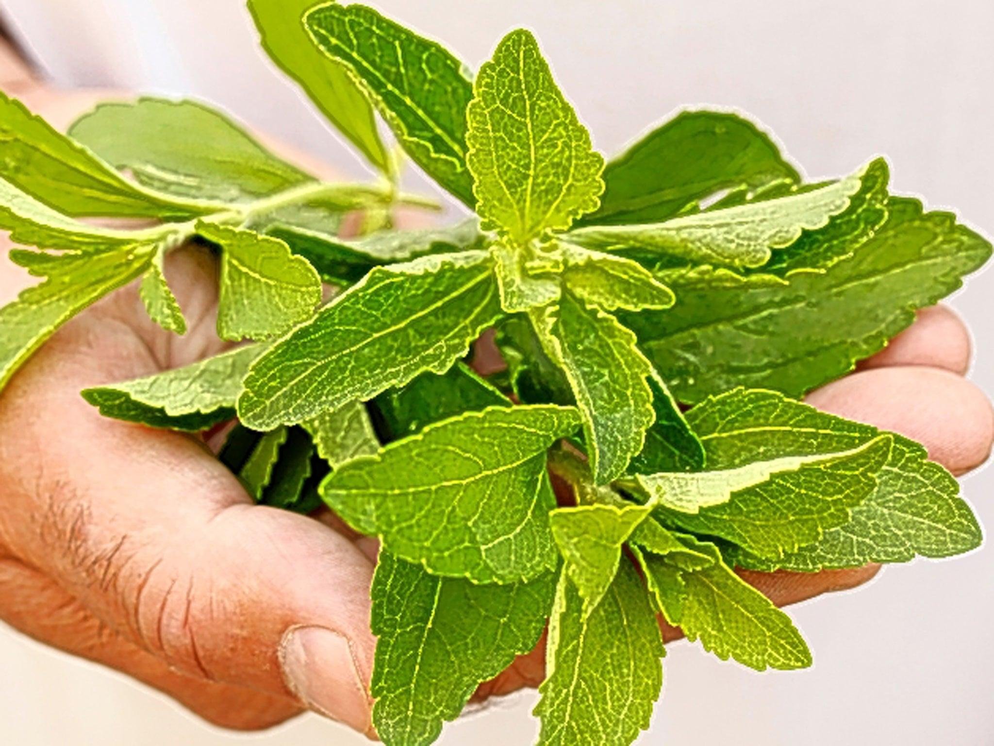 Стевия вред и польза для организма. Stevia rebaudiana. Стевия растение. Стевия медовая трава. Стевия растение Чой.