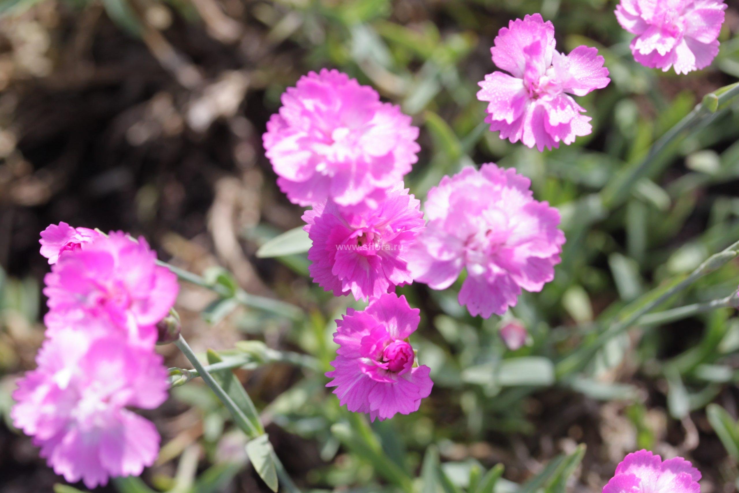 Гвоздика серовато-голубая (Dianthus gratianopolitanus