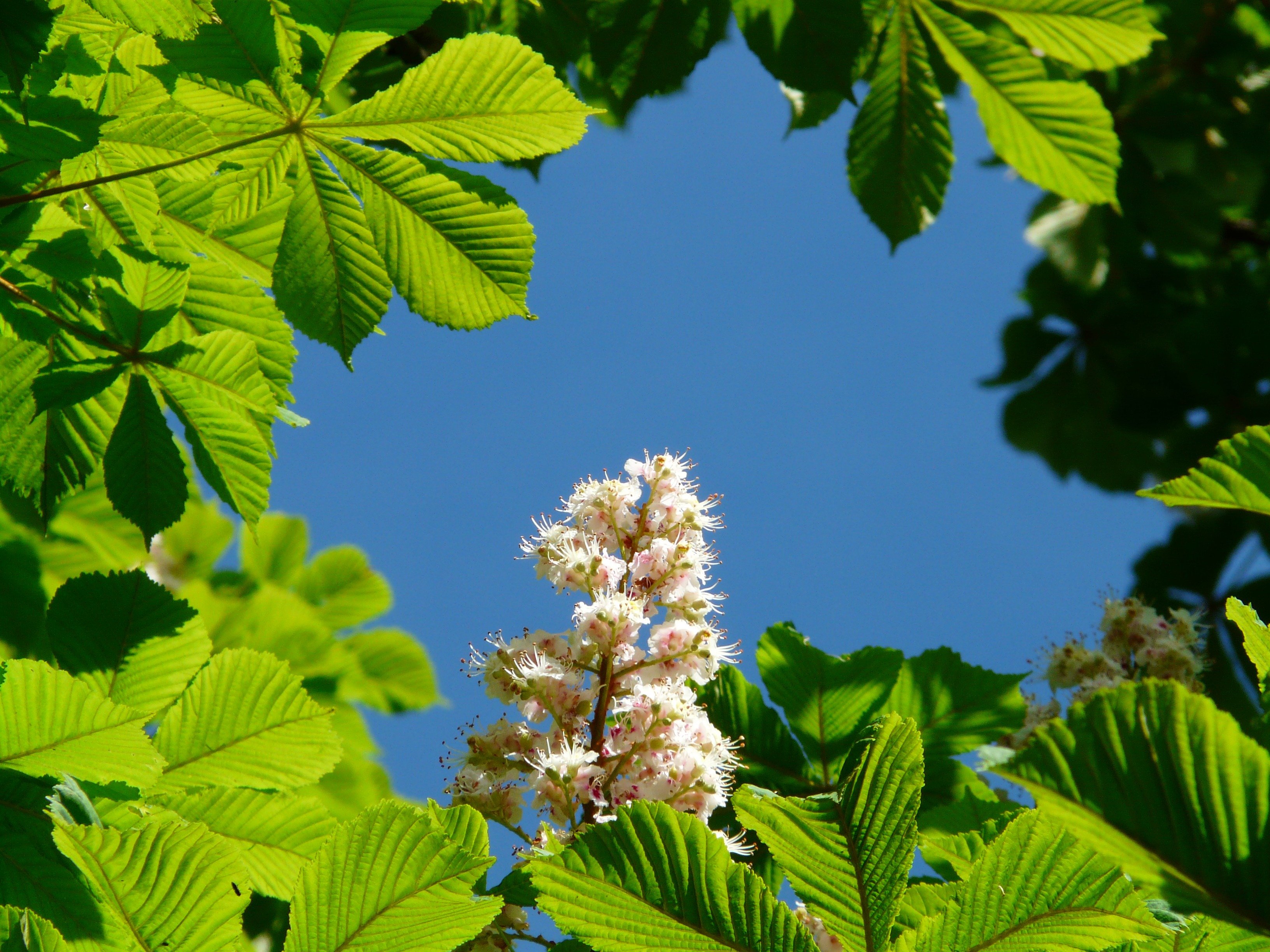 Весной в нашем дворе цветут каштаны. Конский каштан обыкновенный листья. Aesculus hippocastanum. Цветы конского каштана дерево. Конский каштан цветущее дерево.