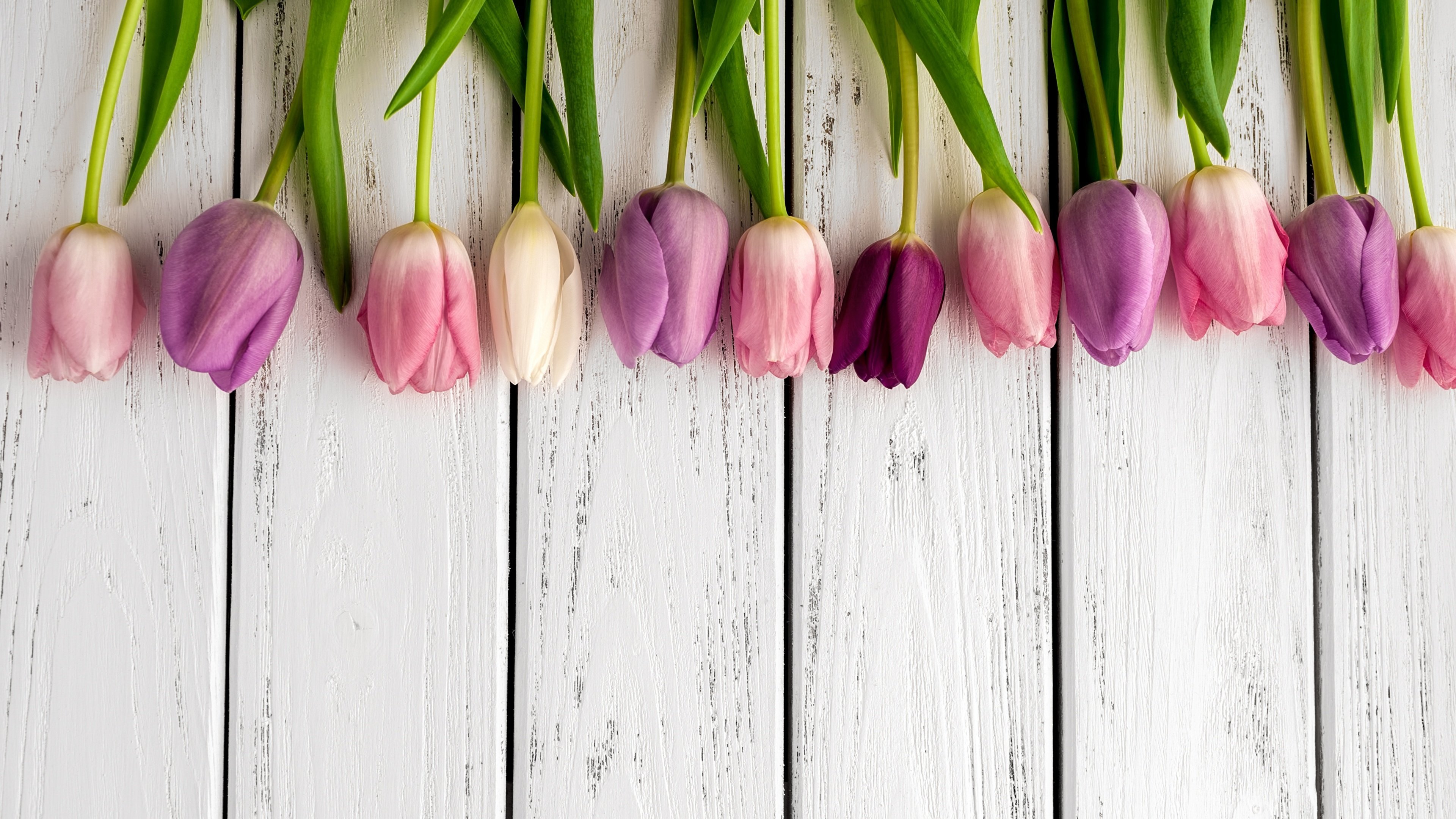 Обложка для вк тюльпаны. Красивые тюльпаны. Цветы на деревянном фоне. Тюльпаны фон. Красивый фон с тюльпанами.