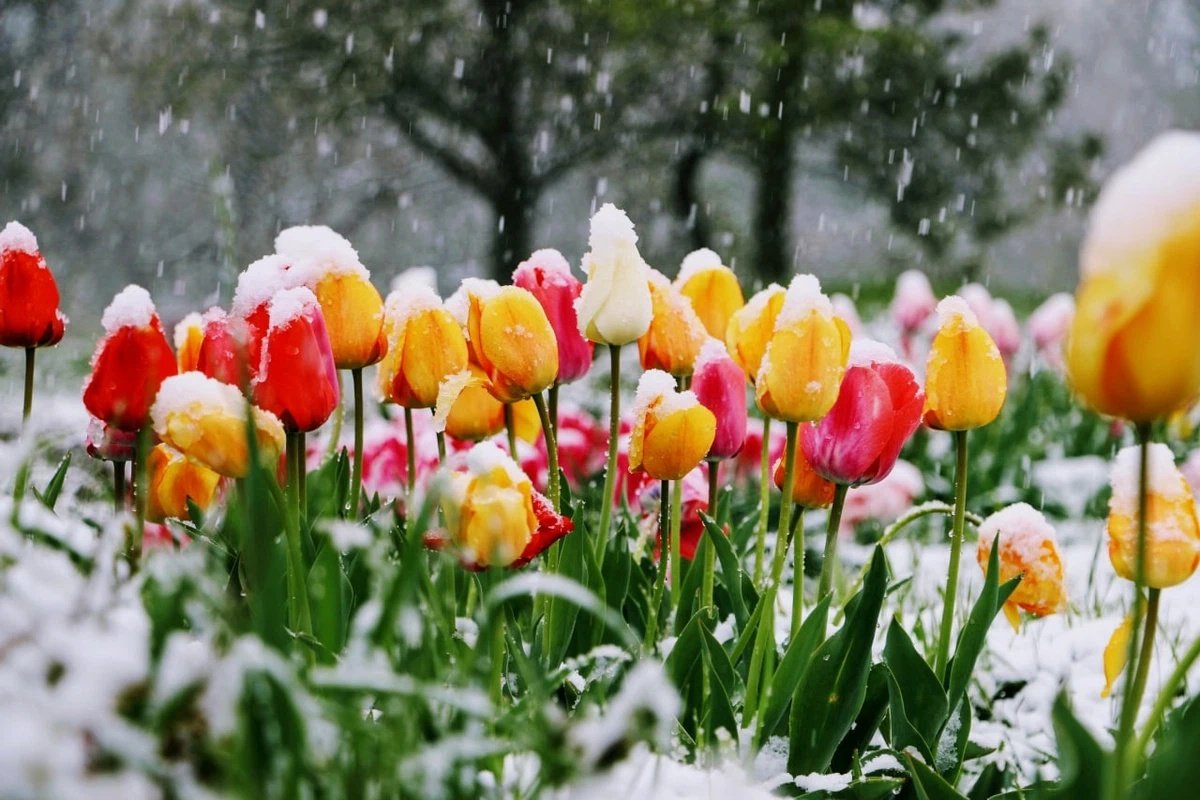 Особенно в апреле. Тюльпаны в снегу. Тюльпаны под снегом. Тюльпаны весной.