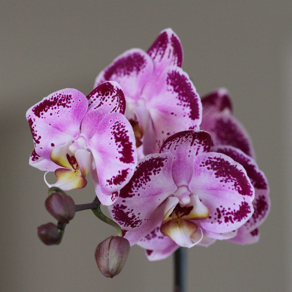 каталог названий орхидей фаленопсис с фото