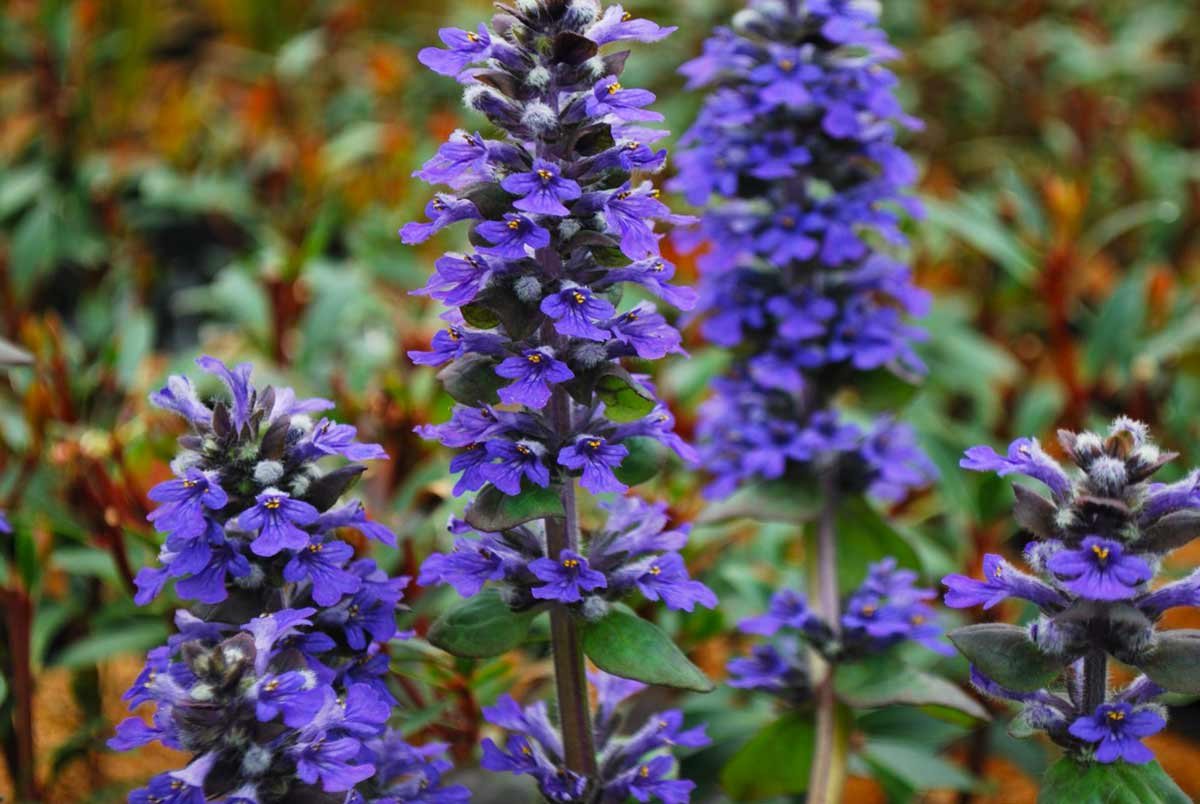 Живучка ползучая (Ajuga reptans). Живучка ползучая Блэк Скэллоп. Аюга живучка. Живучка Блуберри.