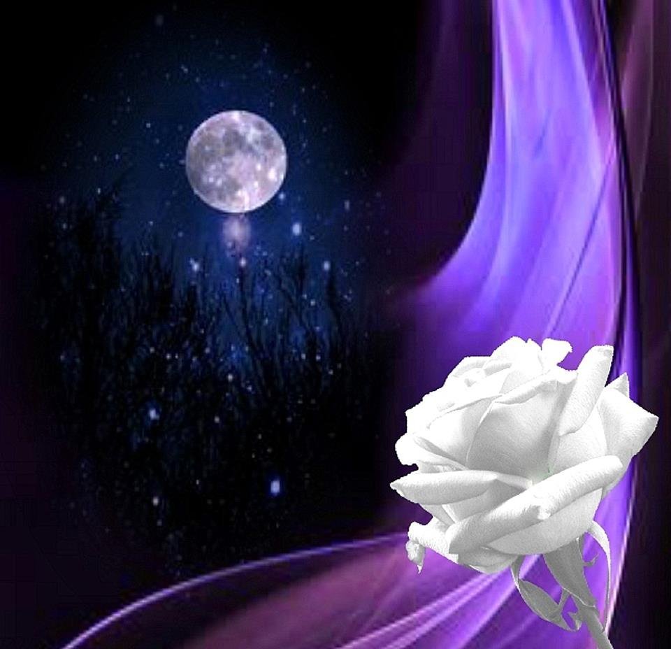 Спокойная добрая нежная. Прекрасная ночь. Доброй ночи красивые необычные. Лунный цветок.. Спокойной ночи цветы.
