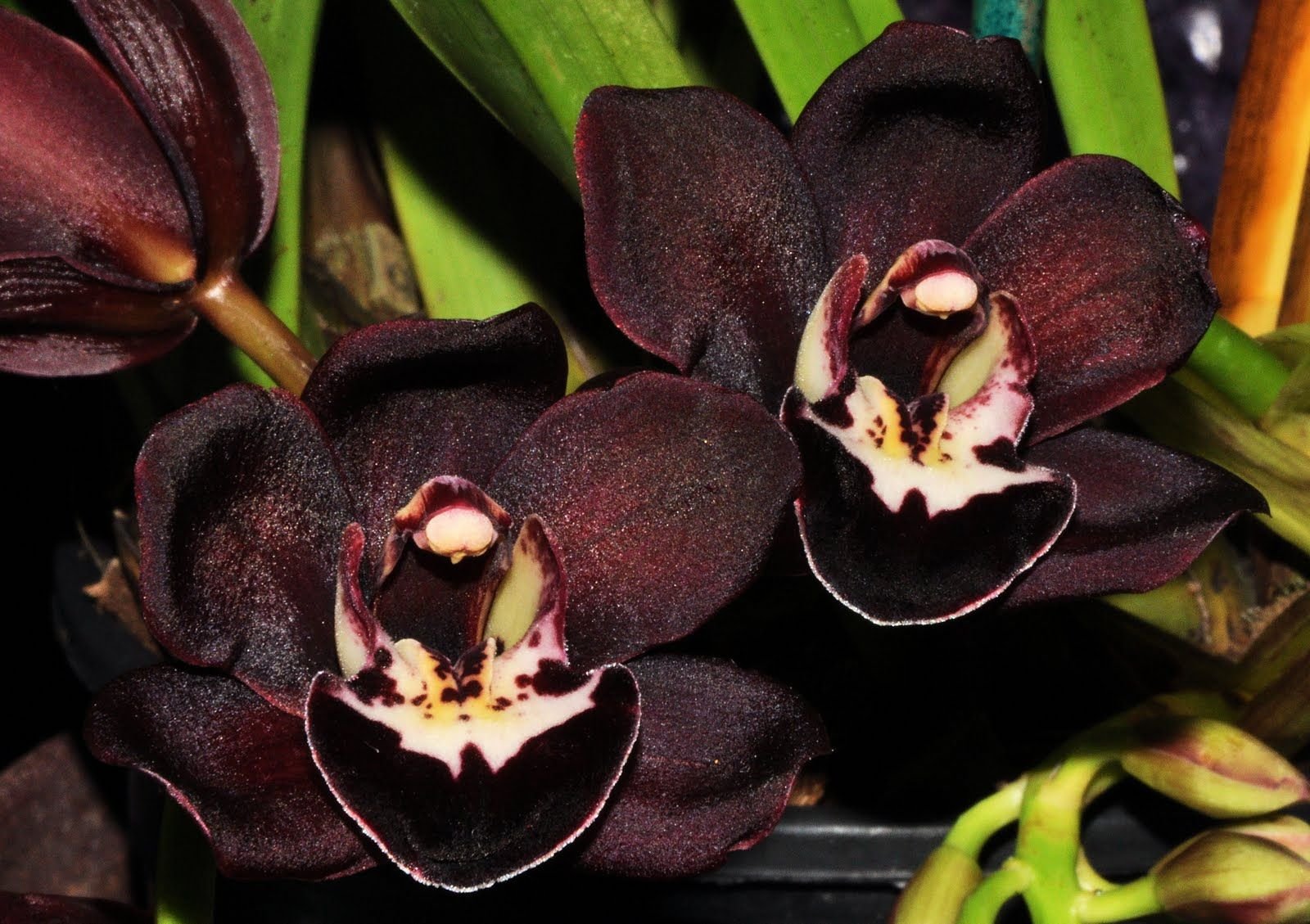 Black orchid