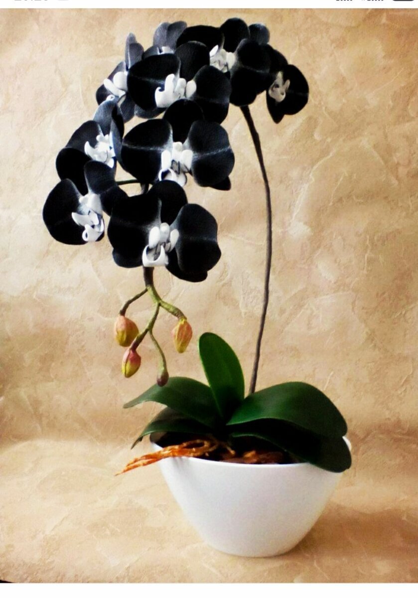 Купить орхидею в горшке авито. Орхидея фаленопсис черная. Фаленопсис Блэк Магик. Орхидея Блэк Трезор. Фаленопсис черный.