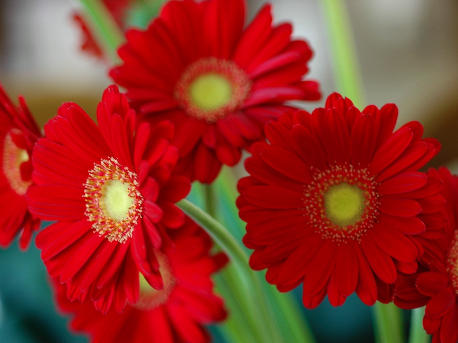 Хризантема красная Ромашка купить с доставкой в интернет-магазине Цветник Поволжья