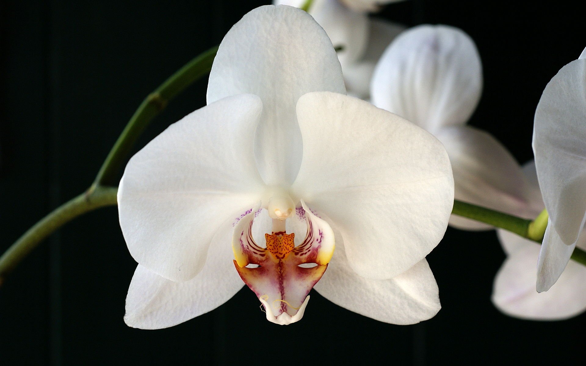 Орхидея Phalaenopsis Ikaria