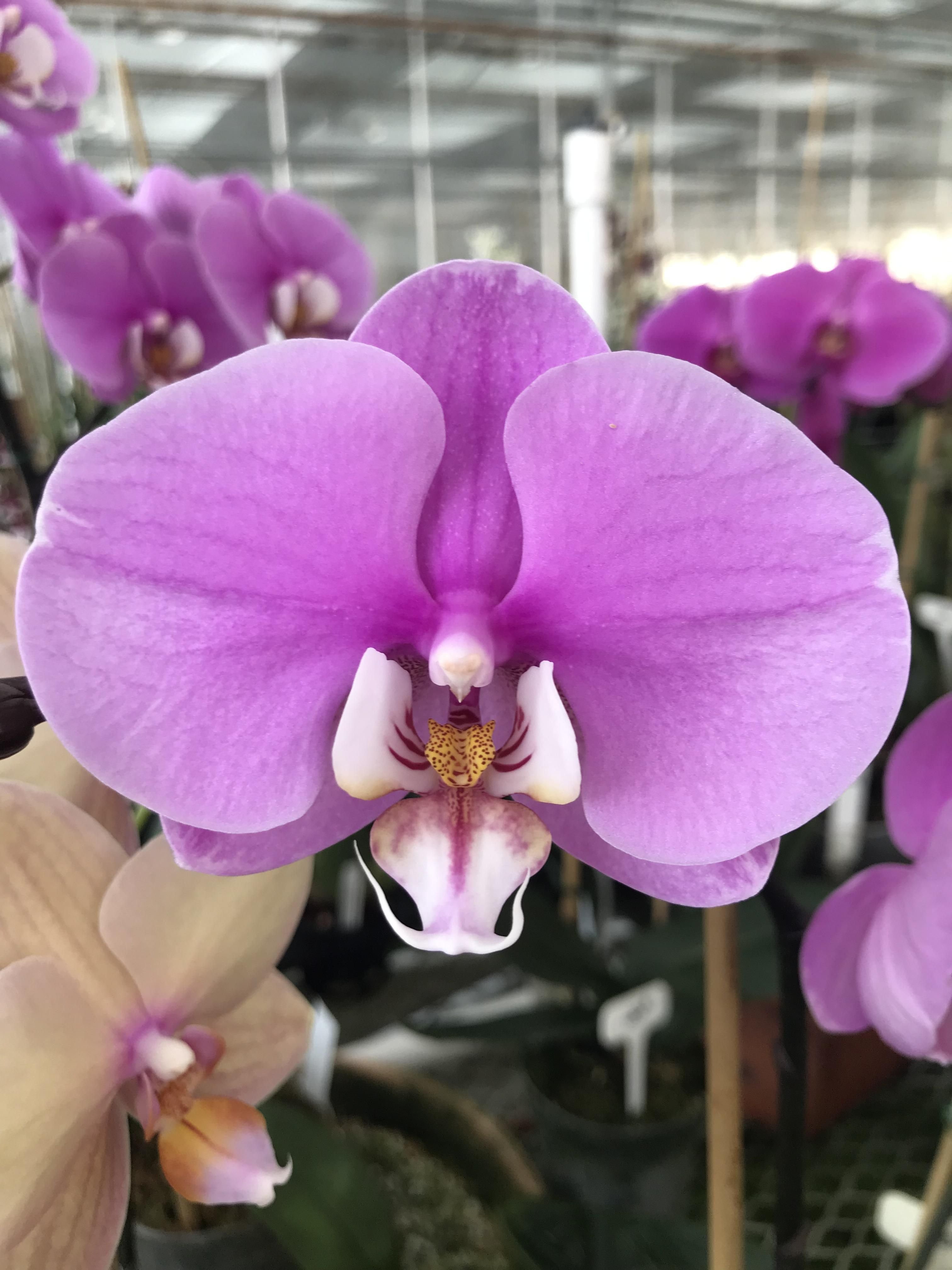 Фаленопсис леди. Фаленопсис (Phalaenopsis) – Орхидея. Орхидея Phalaenopsis Marillion. Орхидея ambiance Phalaenopsis. Фаленопсис Phal.