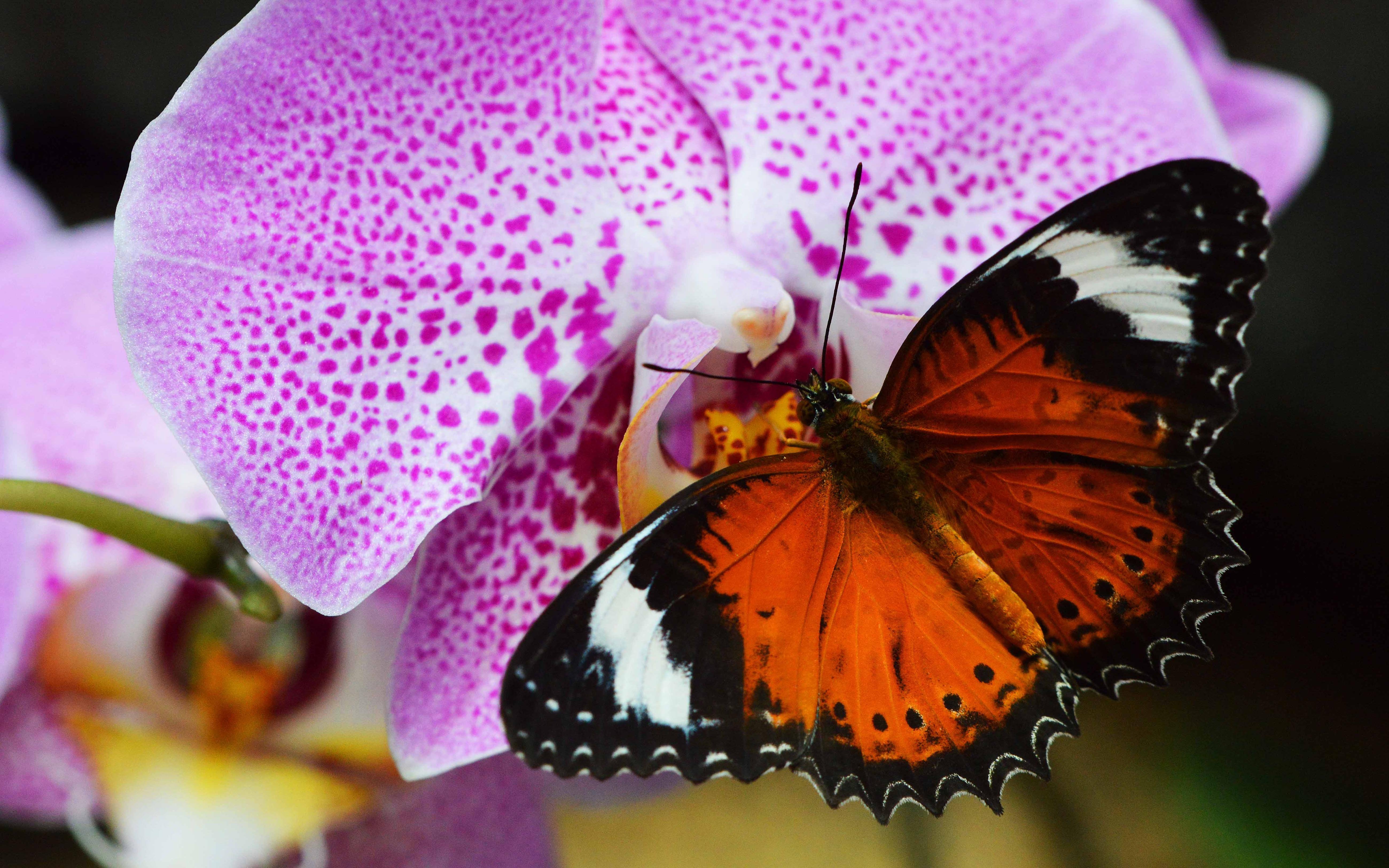 Цветы орхидея бабочка. Орхидея фаленопсис бабочка. Фаленопсис бабочка Баттерфляй. Фаленопсис дикий кот бабочка. Пескара бабочка Орхидея.