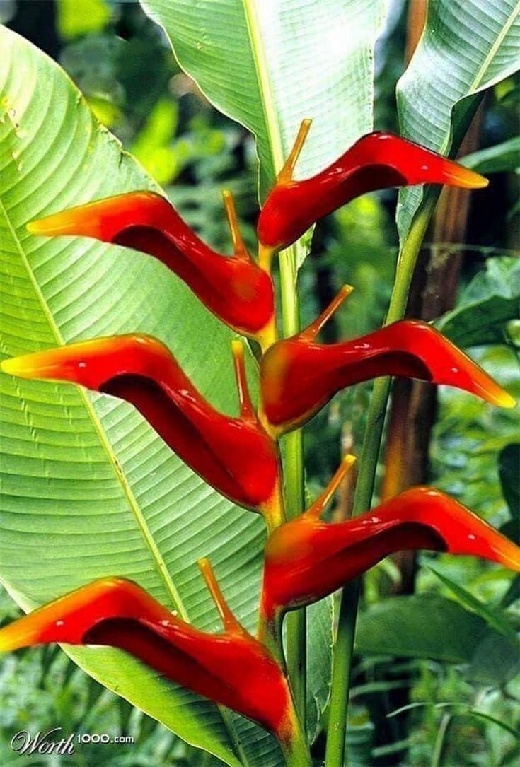 комнатные тропические растения фото