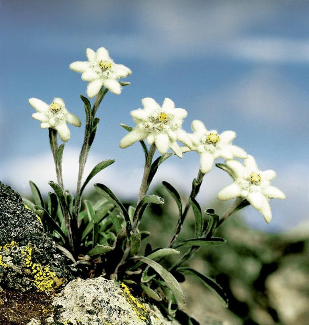 Эдельвейс цветок - 68 фото