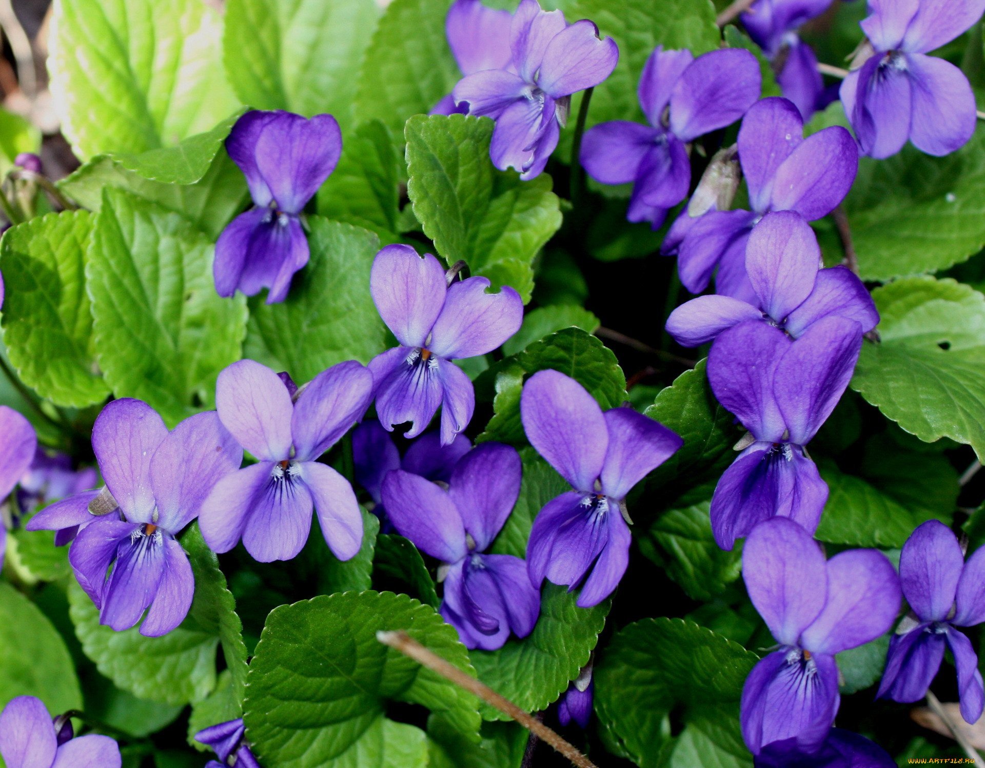 Куст фиалок. Фиалка душистая Konigin Charlotte. Фиалка душистая (Viola odorata `Konigin Charlotte`). Viola odorata растение. Фиалка Садовая синяя.