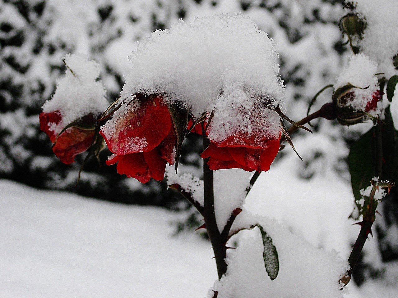 Картинки цветов в снегу. Зимние цветы. Красивые зимние цветы. Цветы в снегу. Розы под снегом.