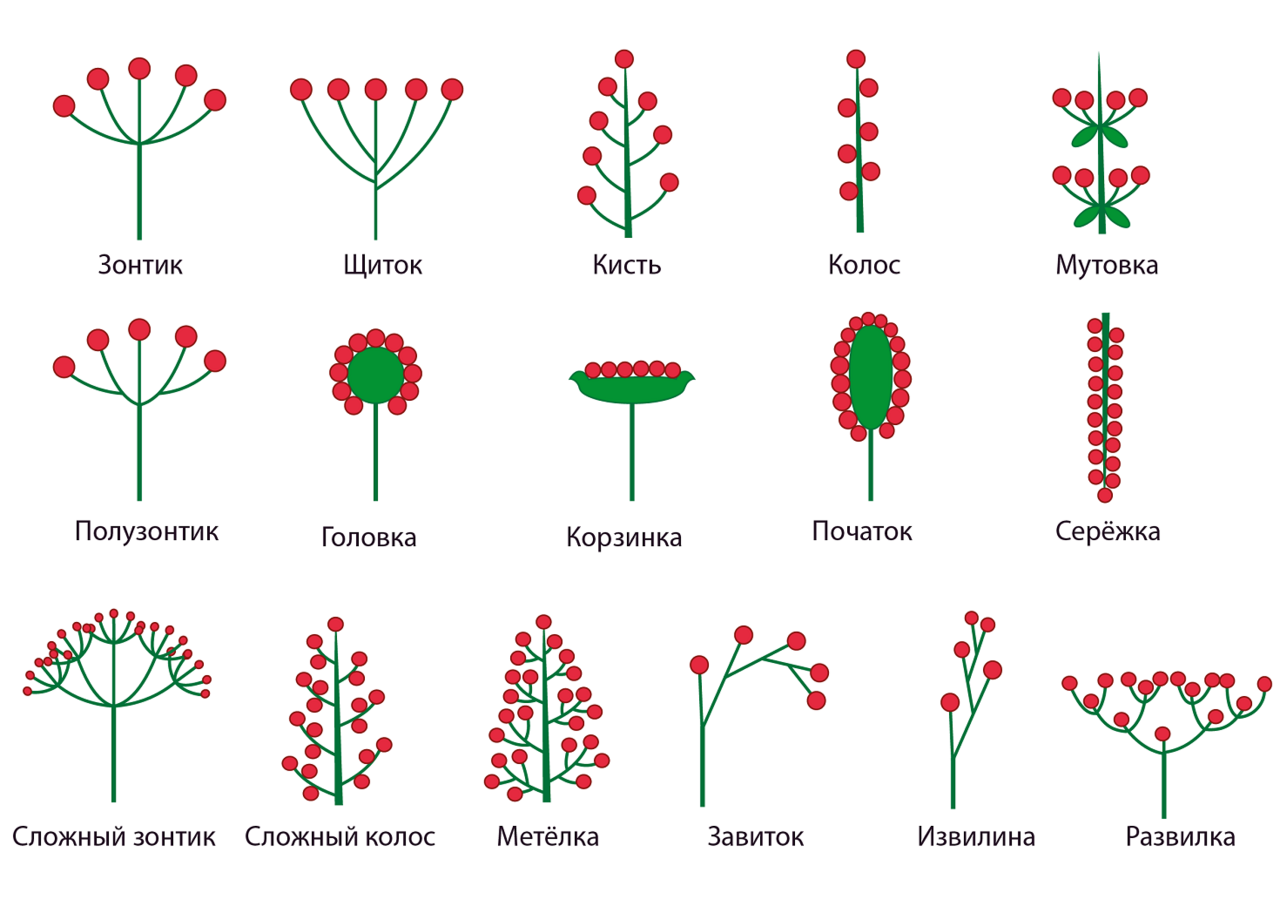 Соцветие мутовка схема. Монохазий дихазий плейохазий. Соцветие метелка схема. Соцветие кисть.