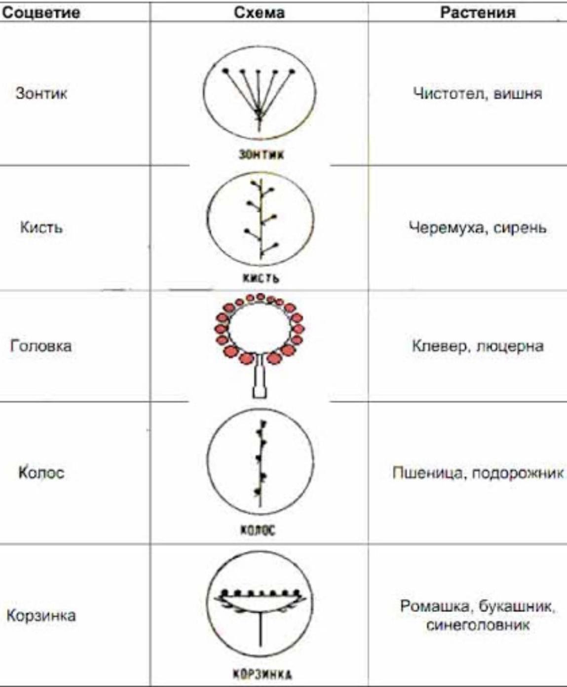 Схема соцветия тип соцветия примеры растений кисть. Таблица соцветия биология 6 класс. Таблица по биологии 6 класс соцветия. Таблица по теме соцветия 6 класс биология. Таблица типы соцветий 6 класс биология.