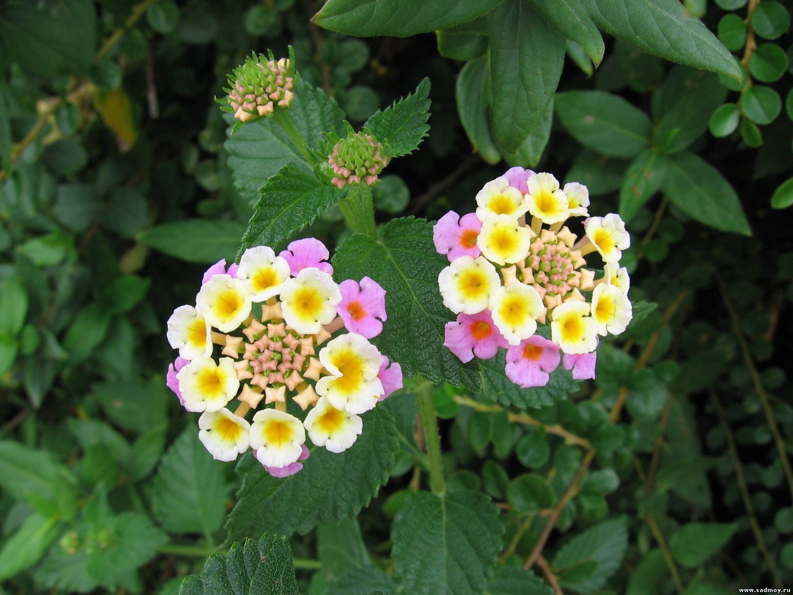 Lantana trifolia