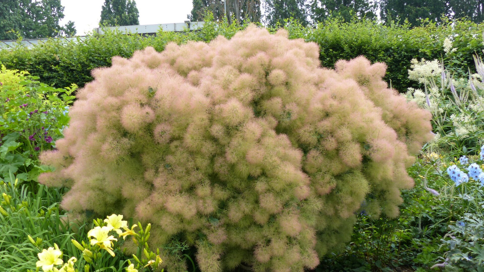 Скумпия Кожевенная Cotinus coggygria young Lady