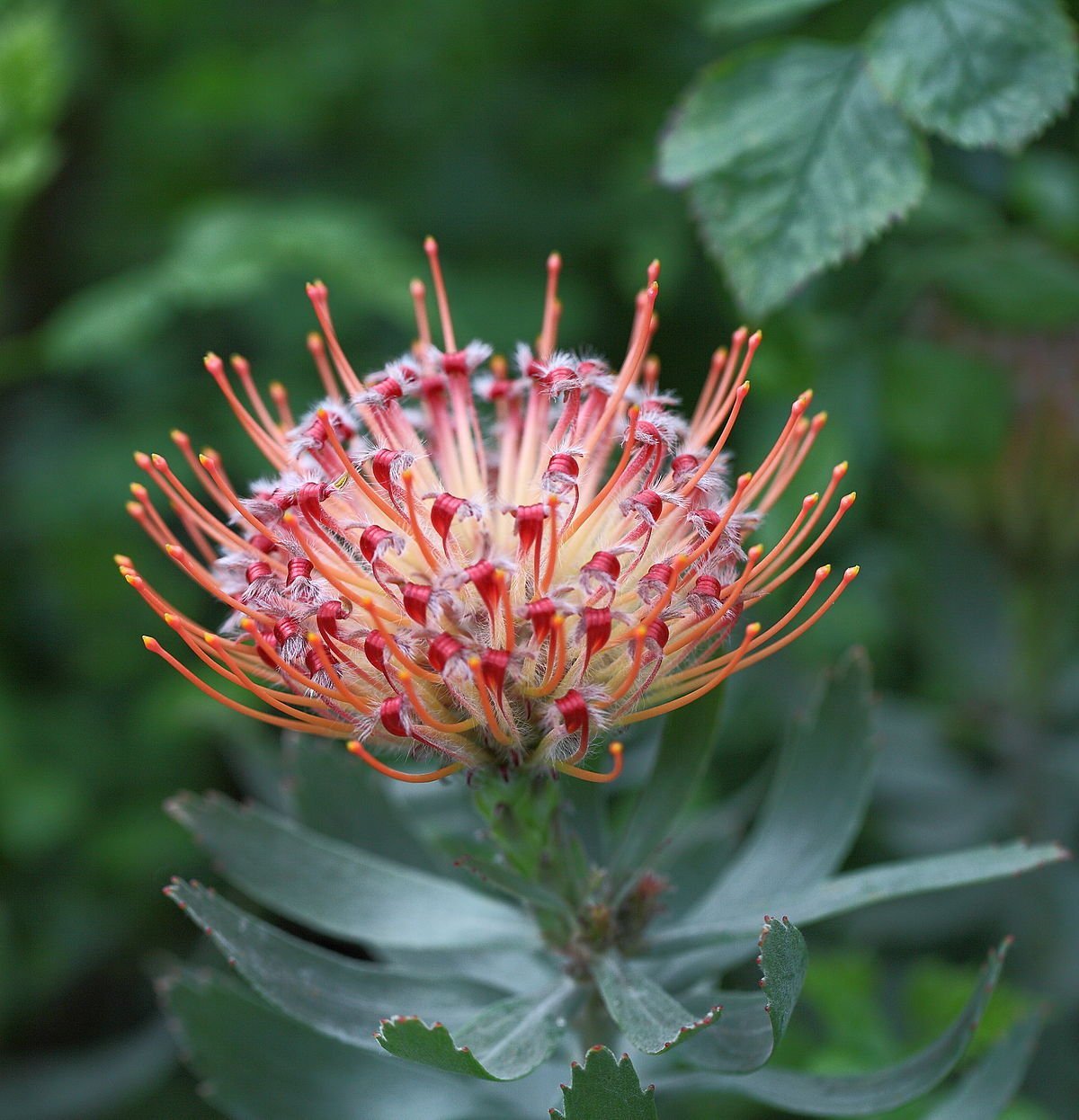 Pincushion Protea С†РІРµС‚РѕРє