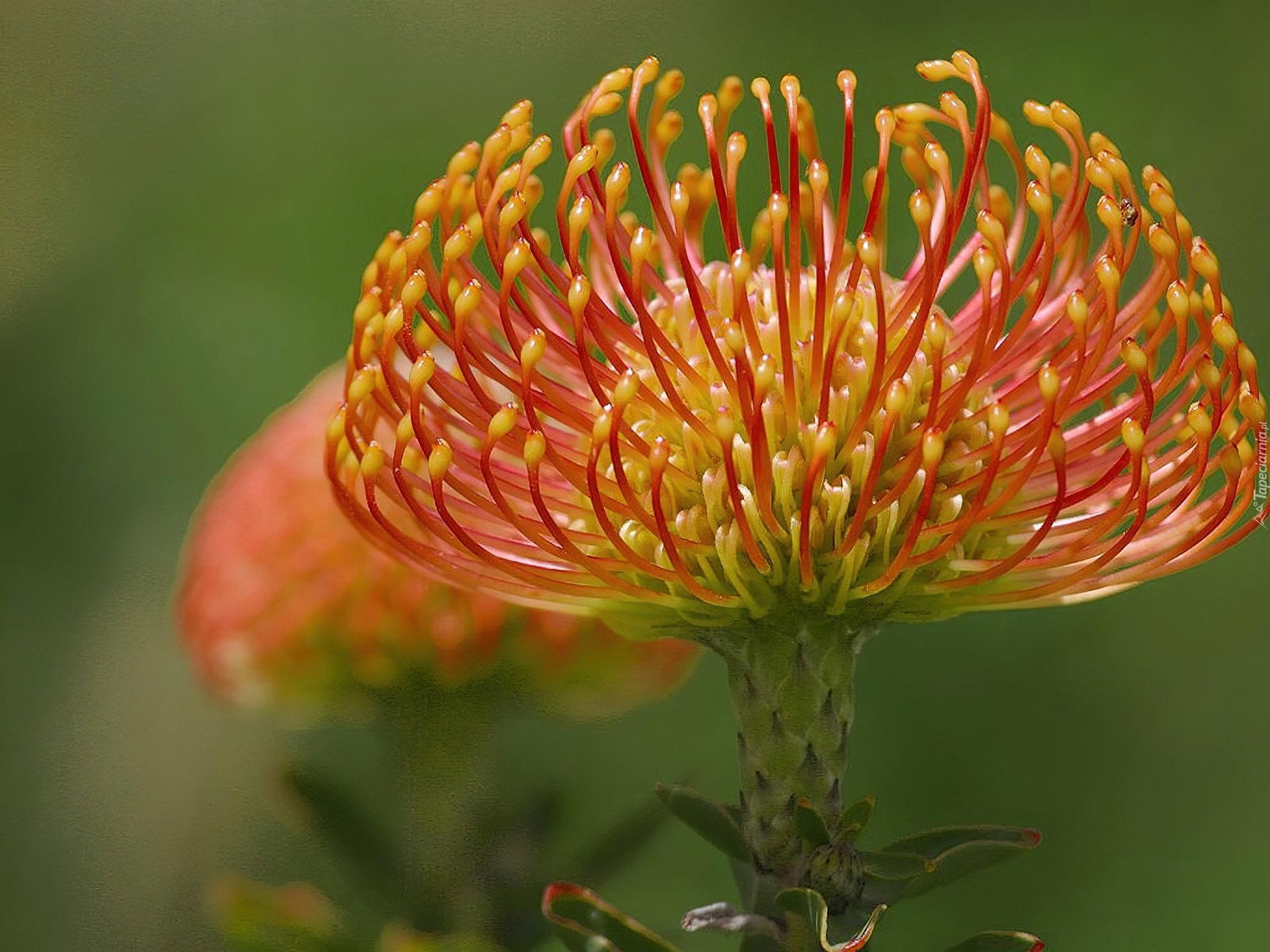 Pincushion Protea С†РІРµС‚РѕРє