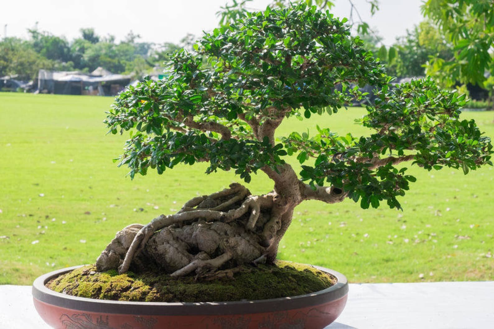 Ficus religiosa бонсай