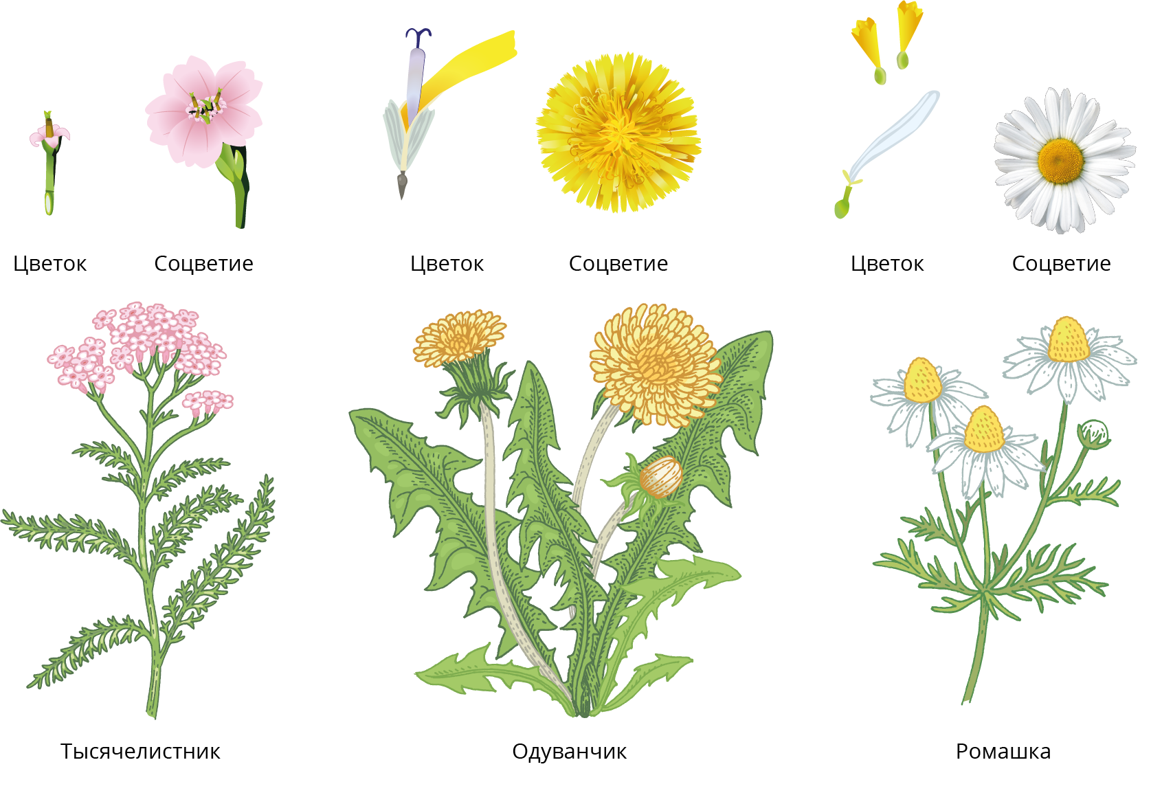 Венчик одуванчика. Семейство Сложноцветные соцветие. Соцветие цветка сложноцветных. Семейство Астровые Ромашка. Сложноцветные Астровые.
