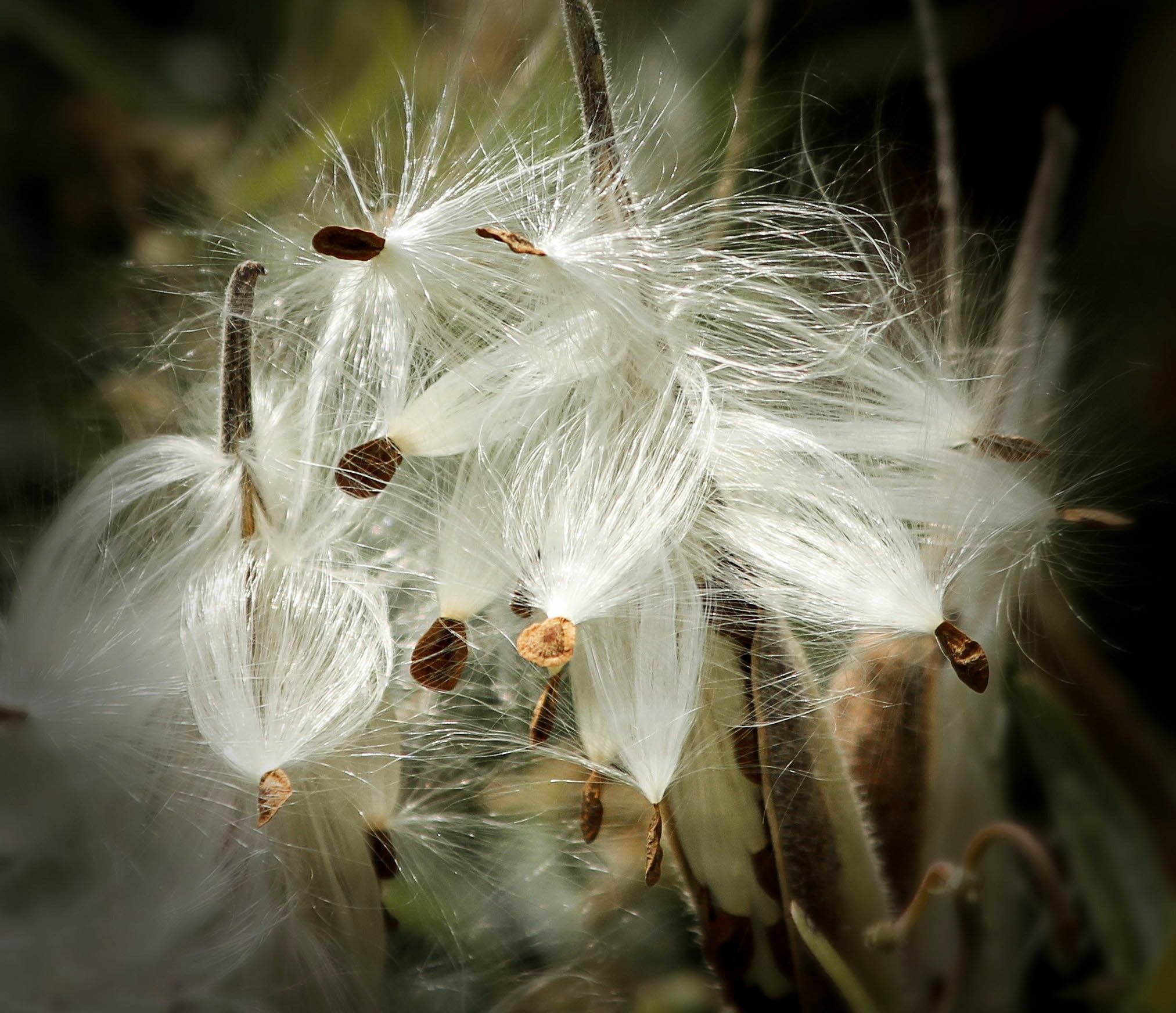 Fleur шелкопряд. Семена Milkweed. Шелкопряд одуванчиковый. Растения с пушистыми семенами. Шелк растение.