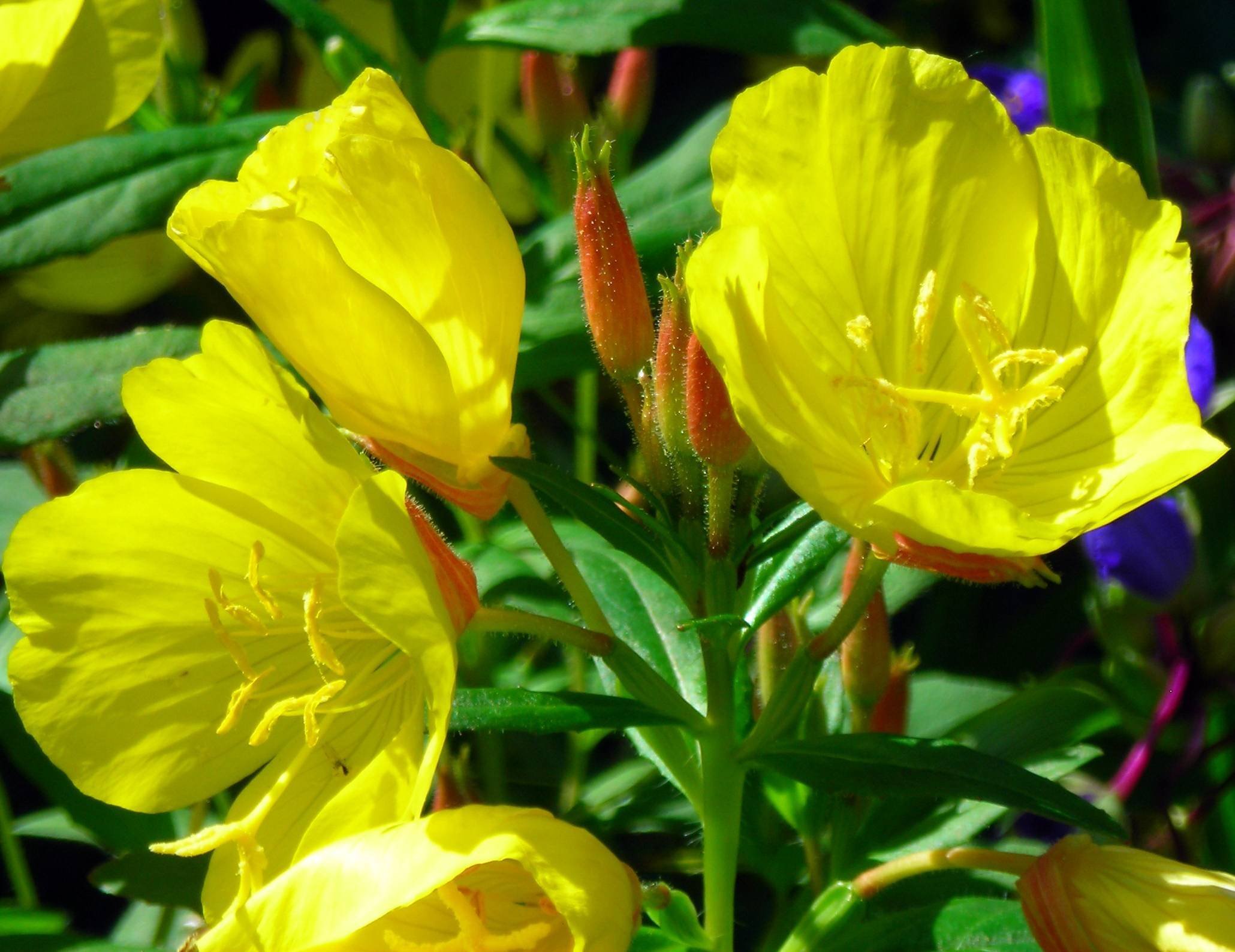 Энотера миссурийская. Энотера ослинник. Энотера кустарниковая Oenothera fruticosa. Энотера четырехкрылая.