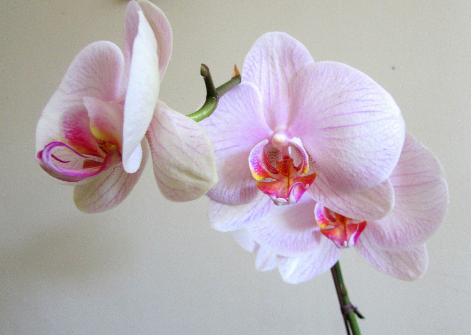 Орхидея фаленопсис монро - 67 фото