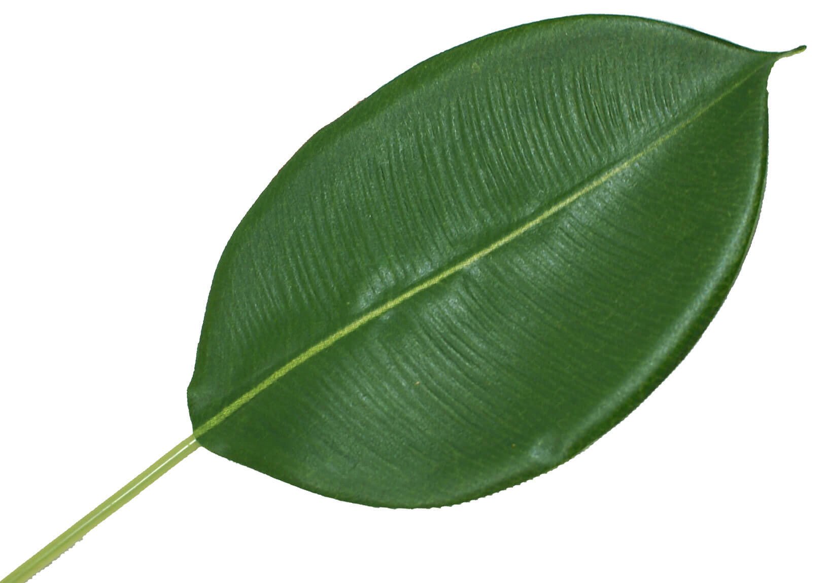 Ficus benjamina Leaf