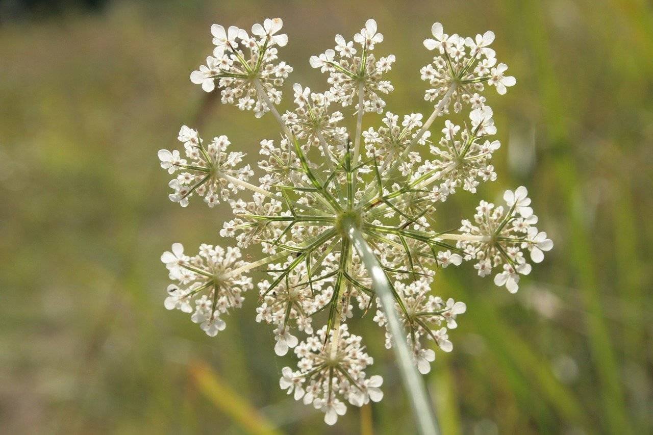 Daucus carota С†РІРµС‚РѕРє