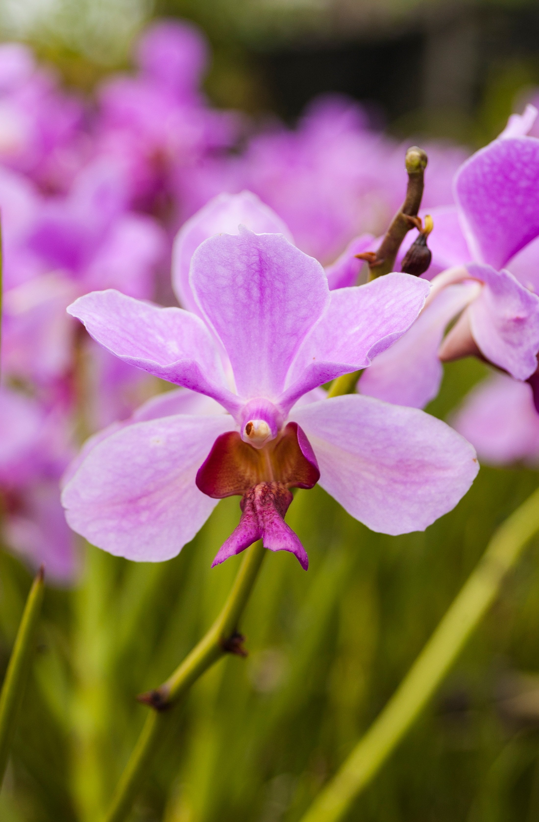 Дикая орхидея фото. Орхидея фаленопсис Колумбия. Фаленопсис Wild Bush. Пурпурная Орхидея тигровая фаленопсис. Орхидея фаленопсис в дикой природе.