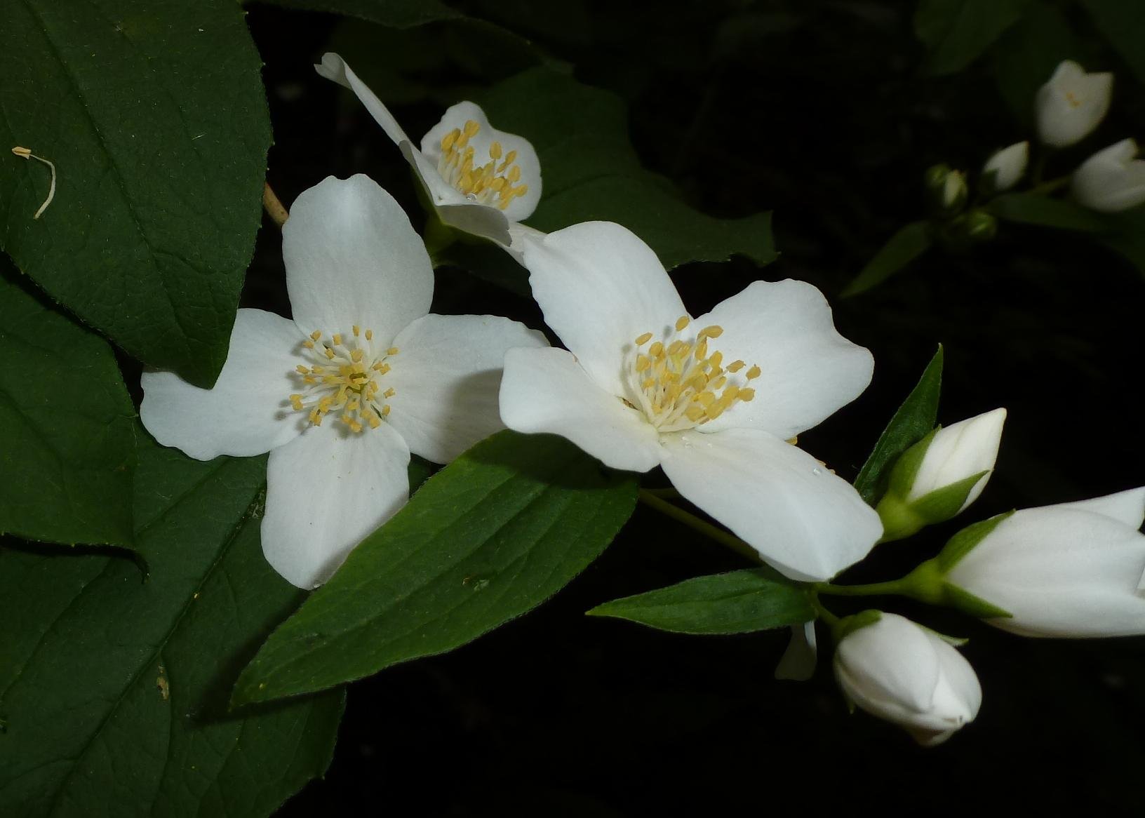 Куст с белыми цветами 4. Philadelphus coronarius "Snow Avalanche". Цветы с белыми лепестками. Цветок с белымлиписками.