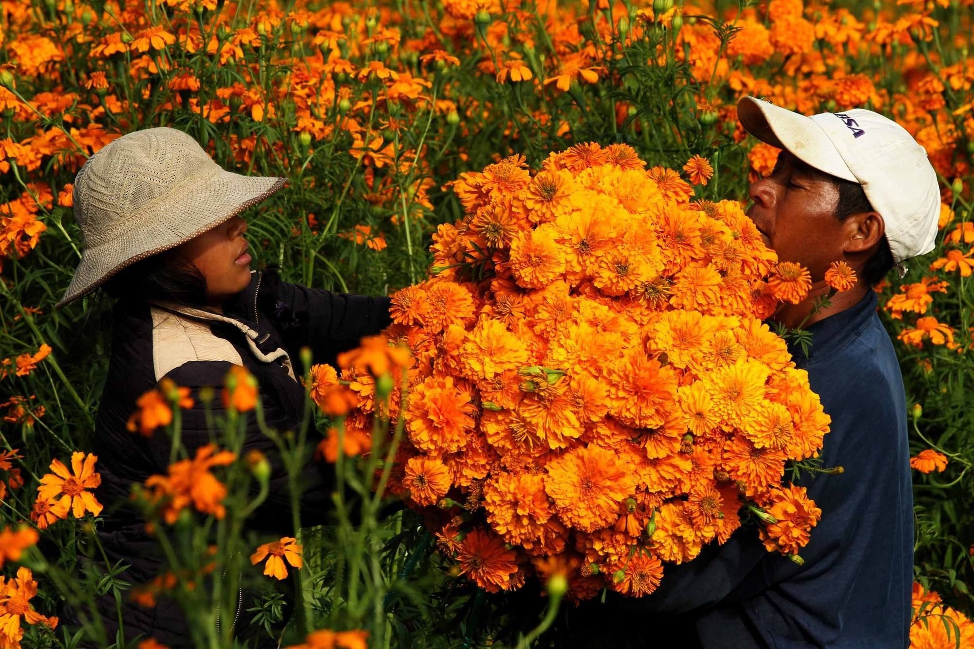 Be a flower kusuriya. Оранжевые бархатцы в Мексике. Оранжевые бархатцы день мертвых в Мексике. Бархатцы оранжевые. Мексиканские оранжевые цветы.