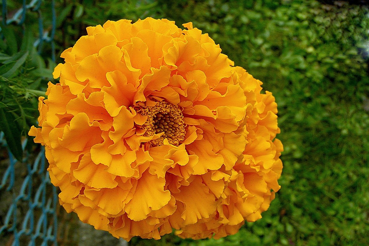 Календула, бархатцы Garden Marigold