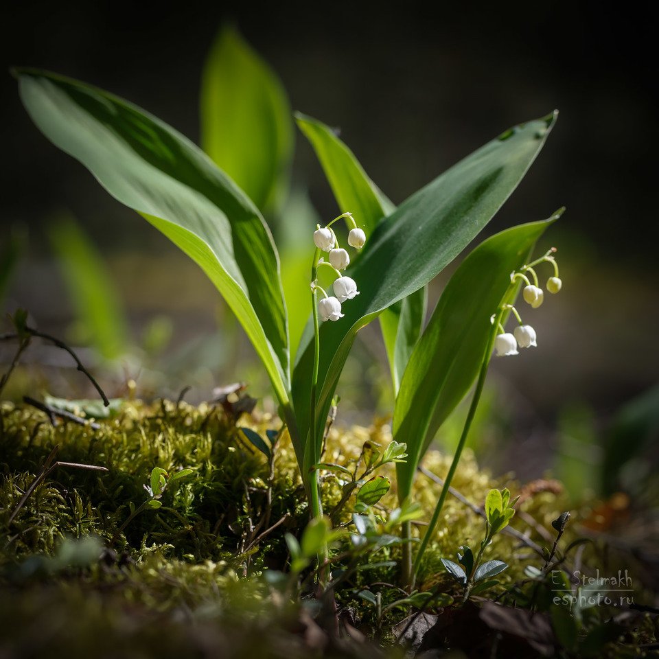 Ландыш Майский grandiflora