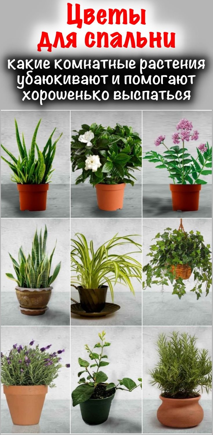 комнатные растения каталог с фотографиями и названиями
