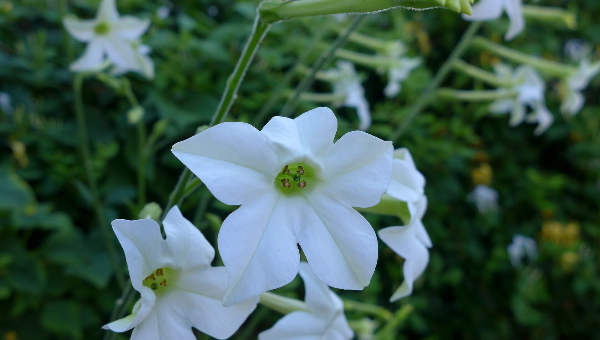 Растения Nicotiana