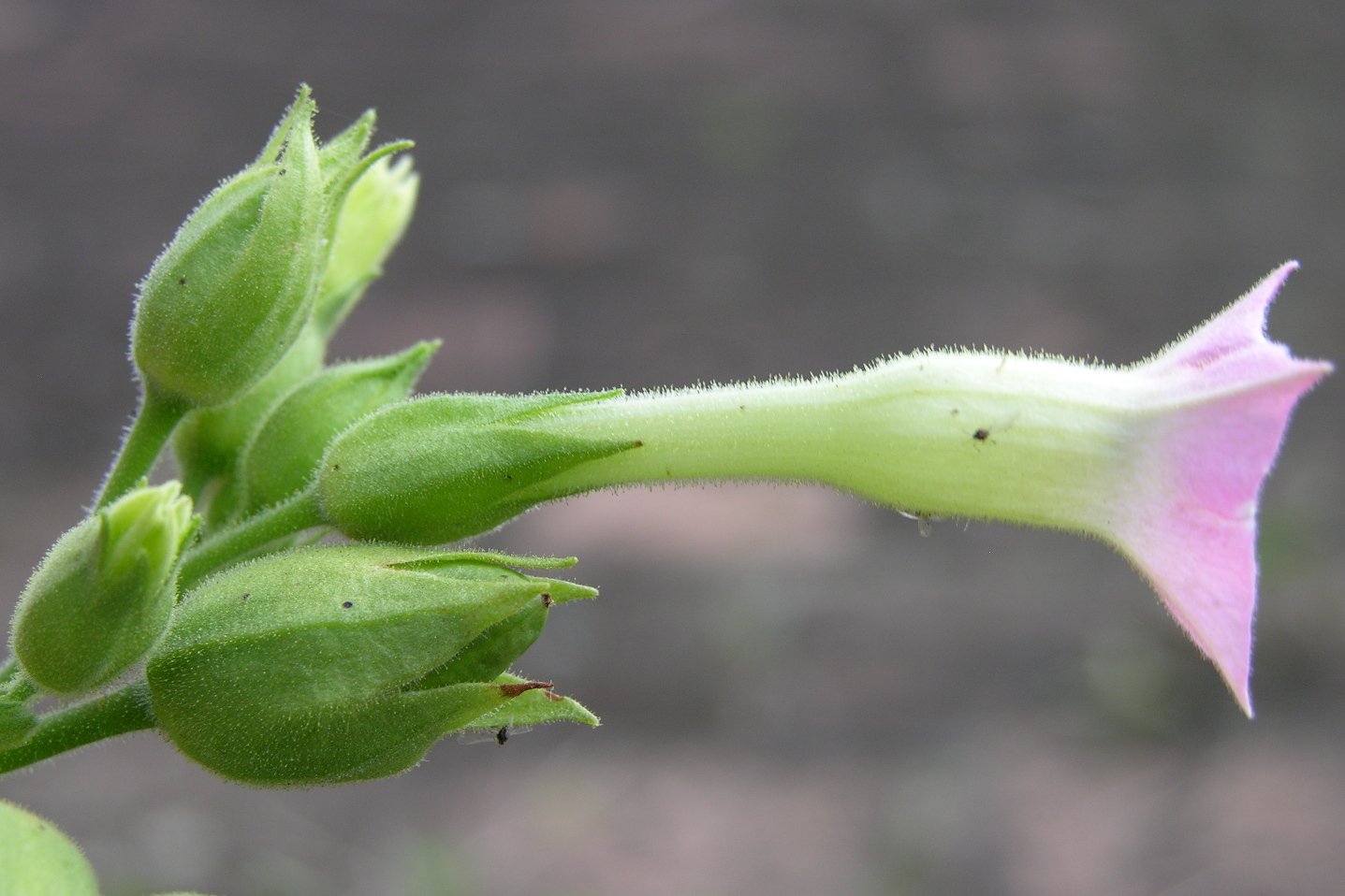 Сем Пасленовые Solanaceae табак крылатый Nicotiana alata