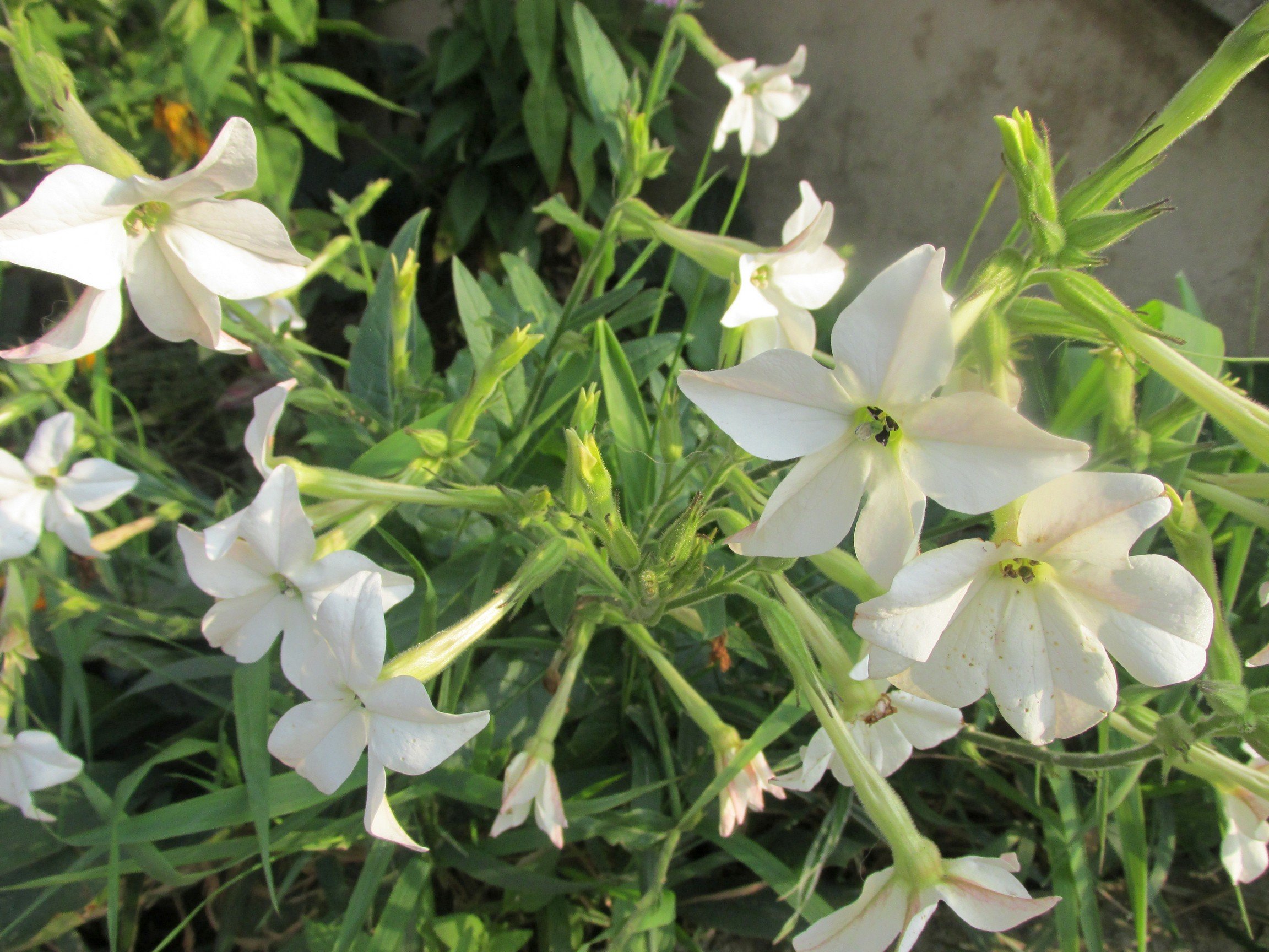 Табак душистый Nicotiana suaveolens