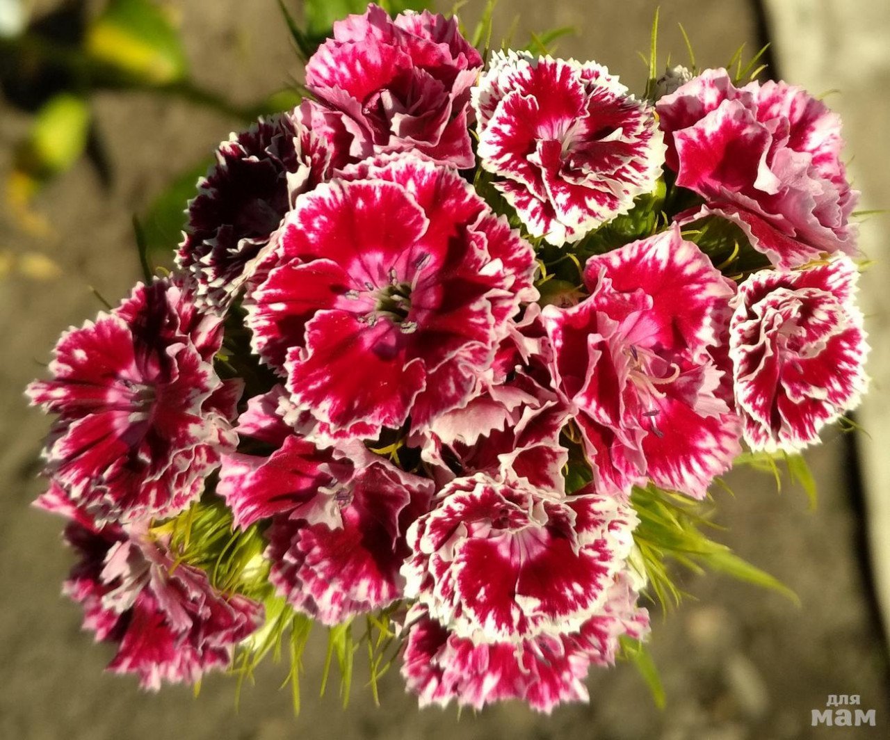 Гвоздика Шабо махровая. Гвоздика бородатая - Dianthus barbatus. Гвоздика турецкая нигриканс. Гвоздика Шабо Розина.