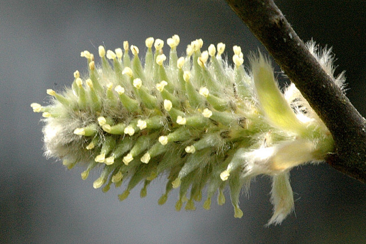 Salix caprea РїР»РѕРґС‹