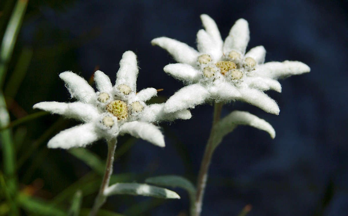 Leontopodium alpinum Cass Эдельвейс Альпийский